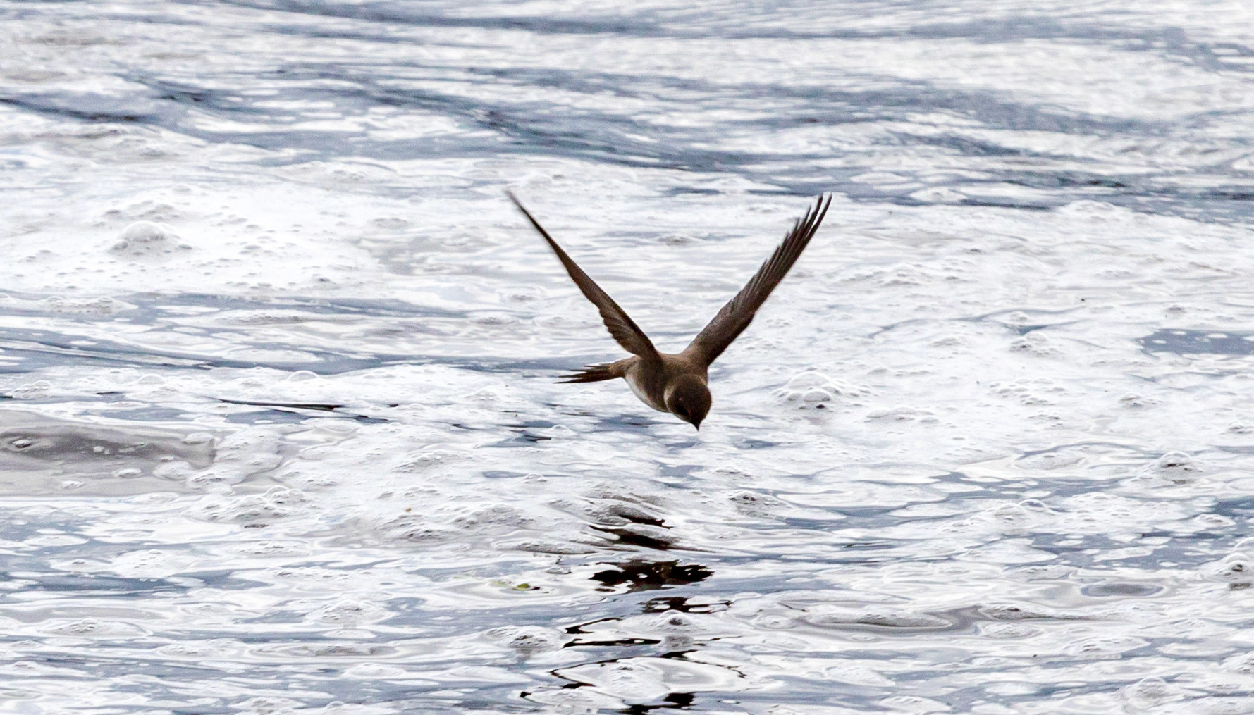 Sand Martin at Spey Bay 25 May 2021 Please see my other photos at JamesPDeans.co.uk