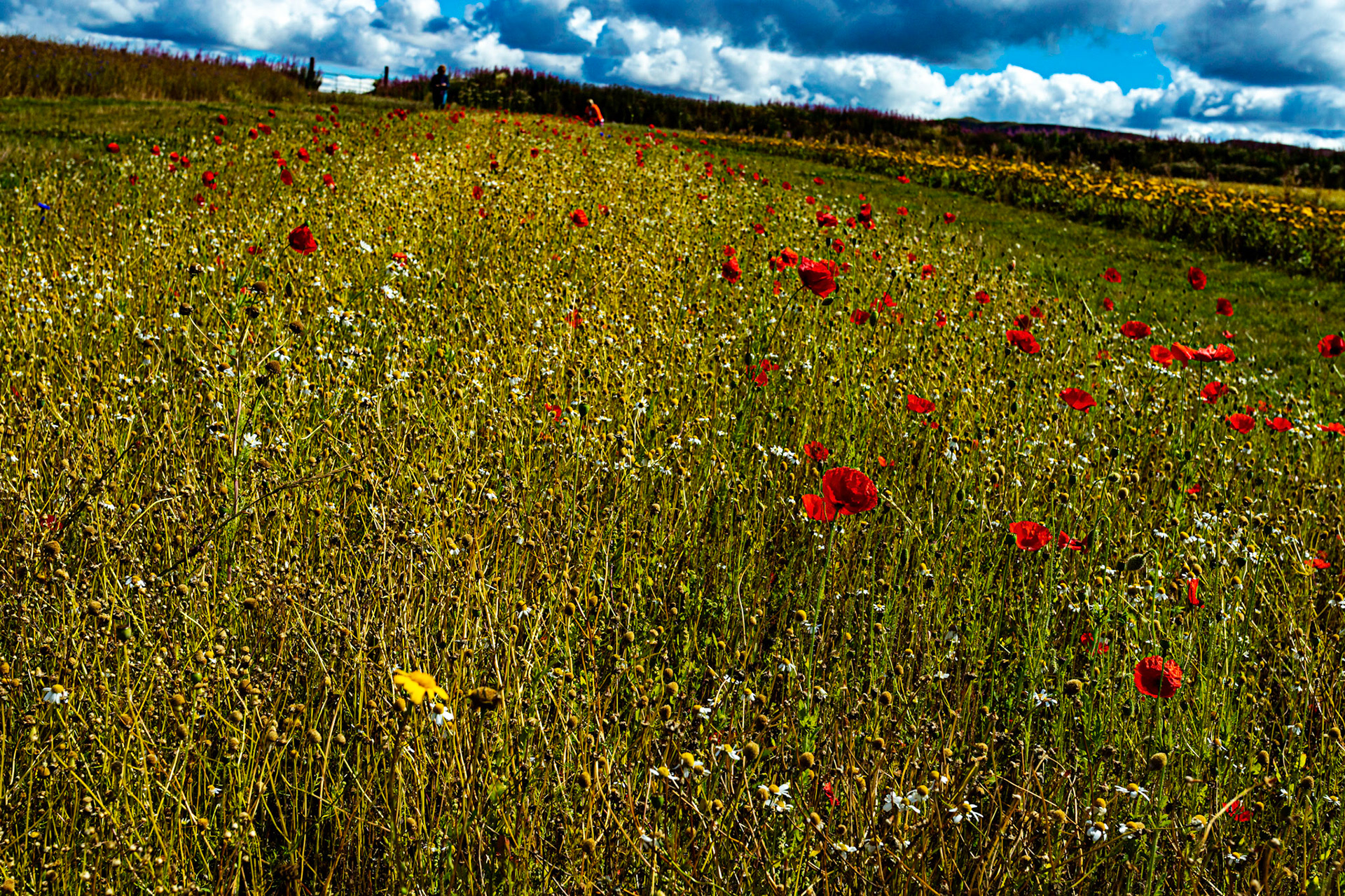 I spent an amazing few hours at Scottish Lavender Oils. They are so dedicated to nature and not to profit!