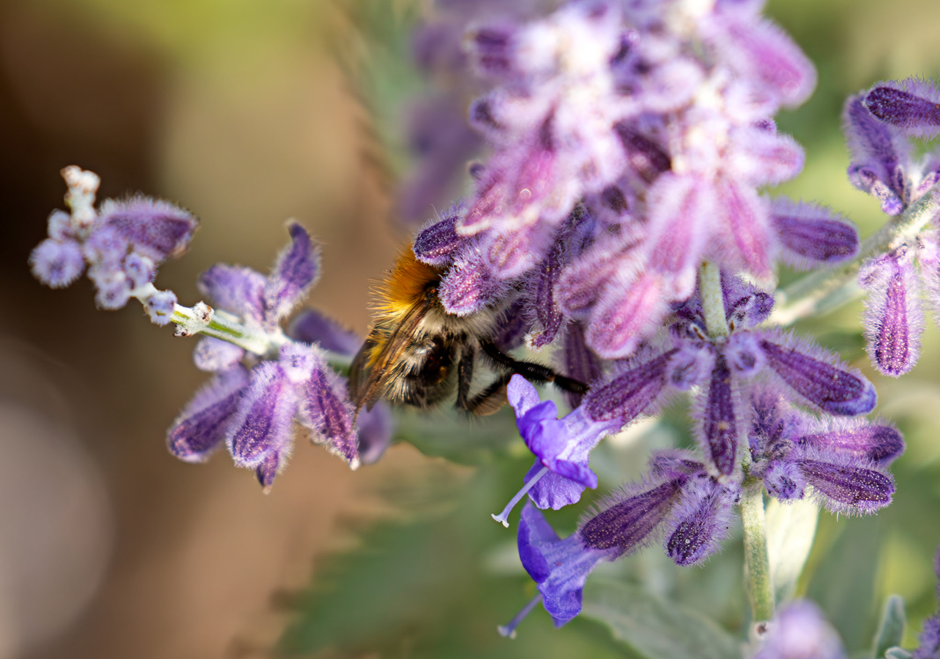 Common Carder Bumblebee (Bombus pascuorum) Slough 05 August 2025