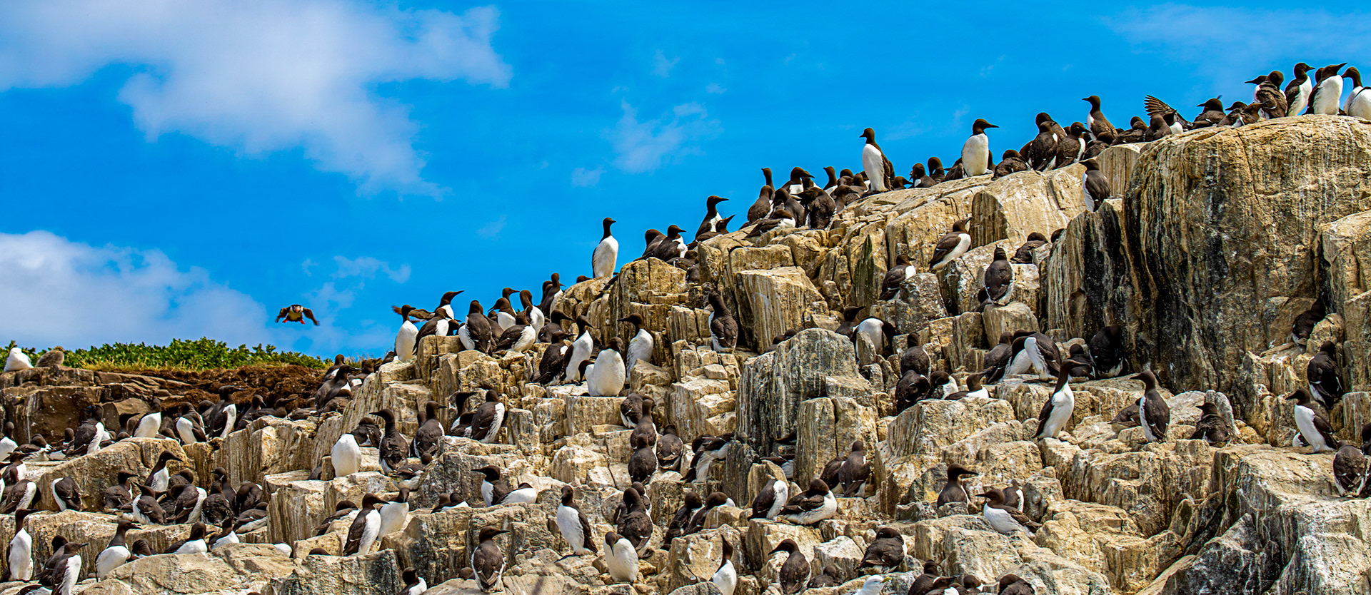 Guillemots &amp; Puffin - Farne Islands 03 July 2026