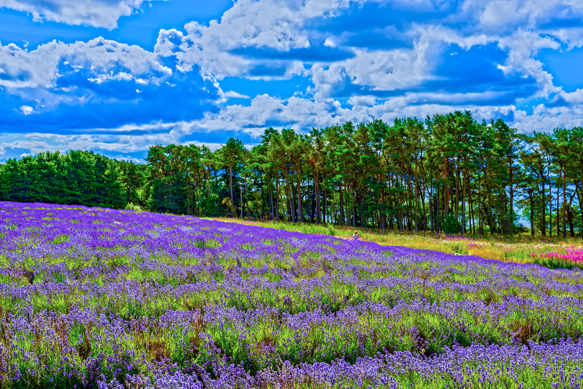 I spent an amazing few hours at Scottish Lavender Oils. They are so dedicated to nature and not to profit!