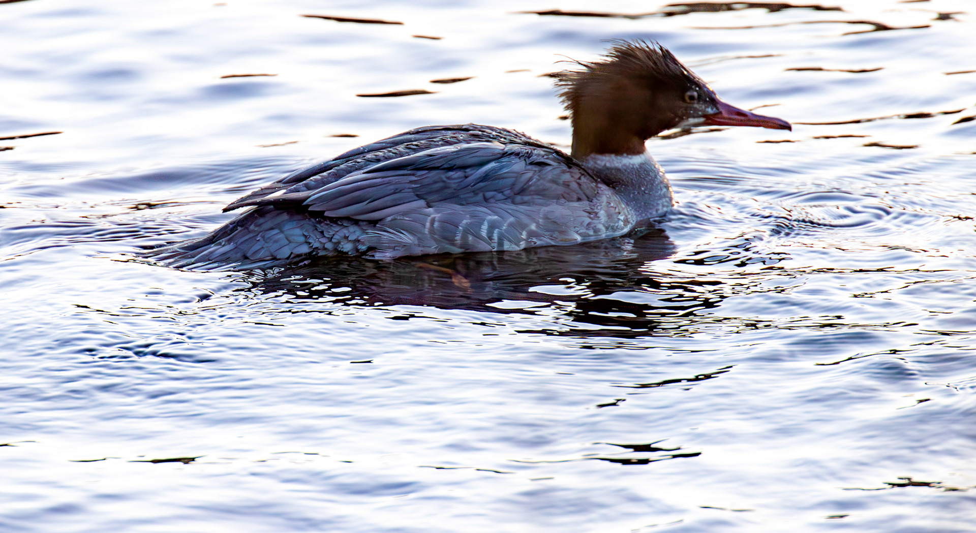 Goosander on River Tay in PERTH 30 December 2025
