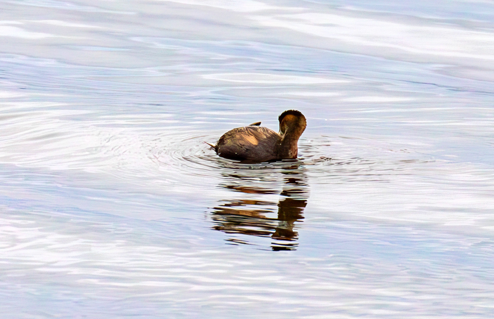 Birds on Cramond Shore 28 December 2024