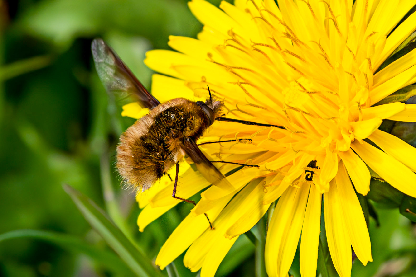 Whitehouse Wood near Kelty 20 April 2025