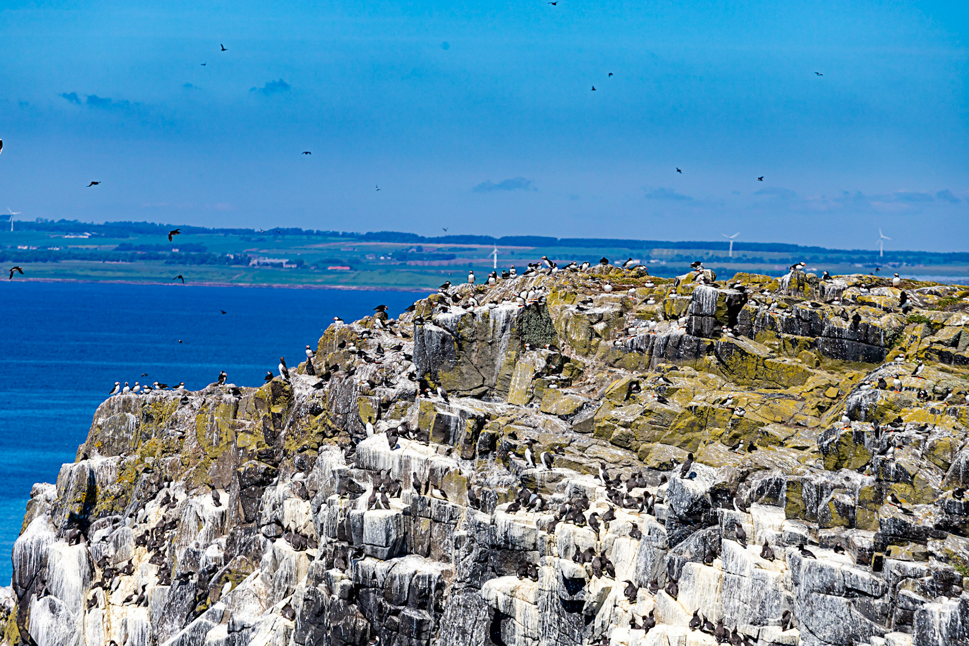 Puffin - Isle of May - 04 June 2022