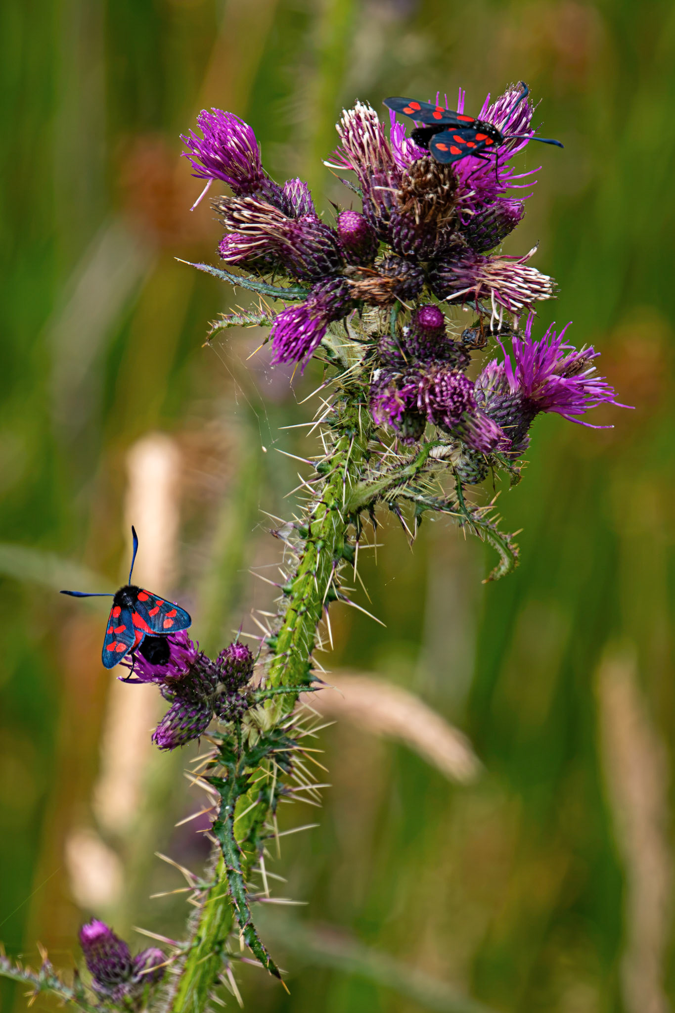 Six-spot burnet moth (Zygaena filipendulae) - Harperrig 14 July 2026
