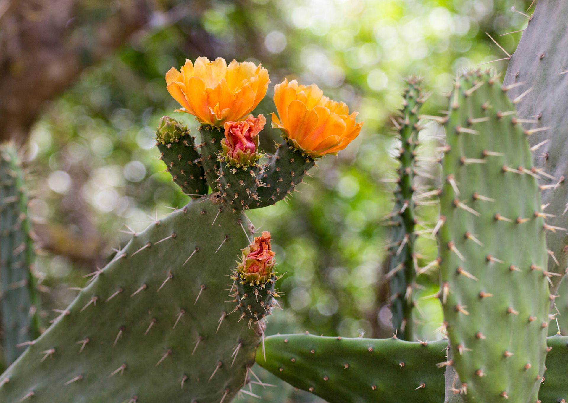 Prickly Pears in TaviraPlease see my other Photographs of Flowers at: http://www.jamespdeans.co.uk/p463519215