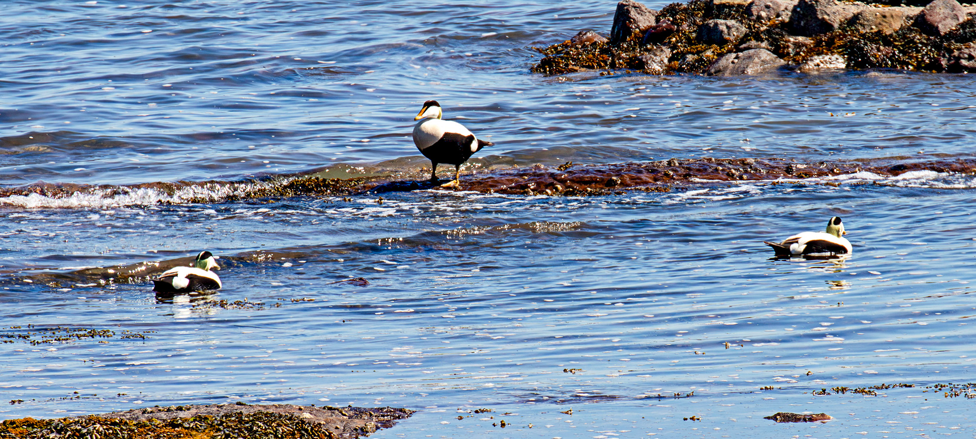 Eider - Dunbar 17 May 2025