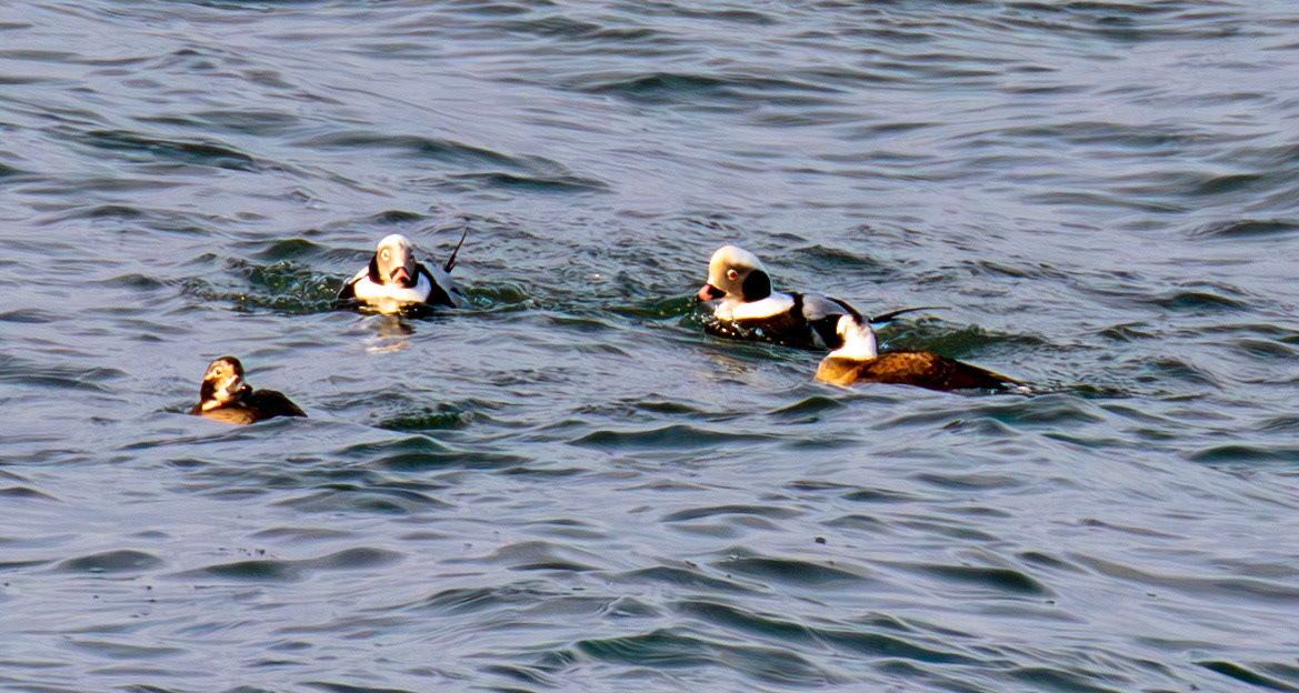 Long-Tailed Ducks at Portessie 05 March 2026