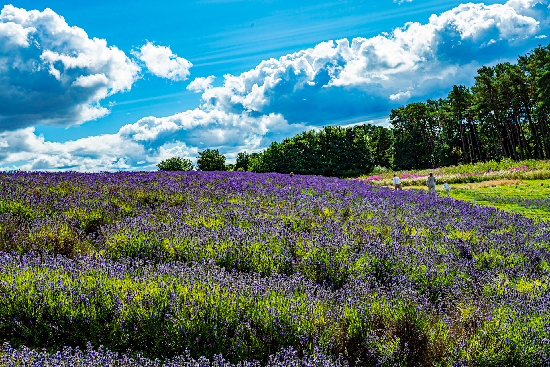 I spent an amazing few hours at Scottish Lavender Oils. They are so dedicated to nature and not to profit!