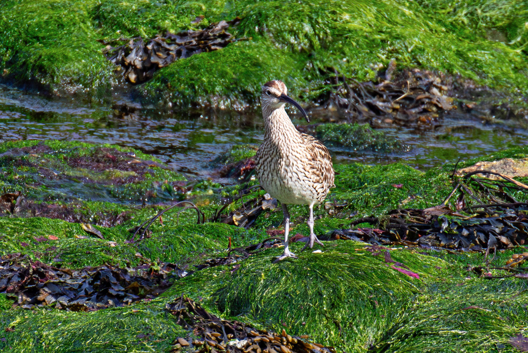 Whimbrel at Brough 03 May 2026