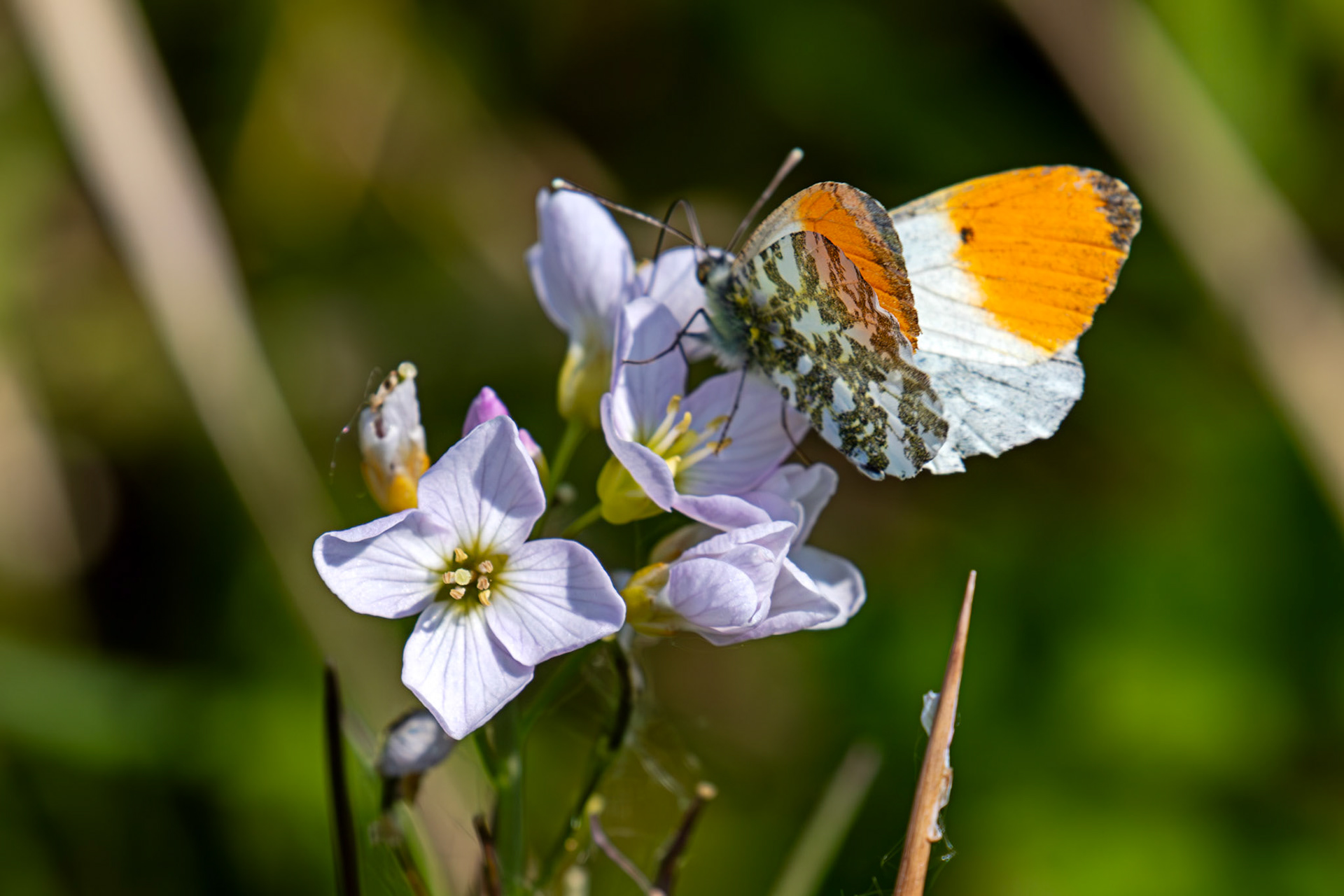 Orange Tip at Black Devon Wetlands RSPB 12 May 2025