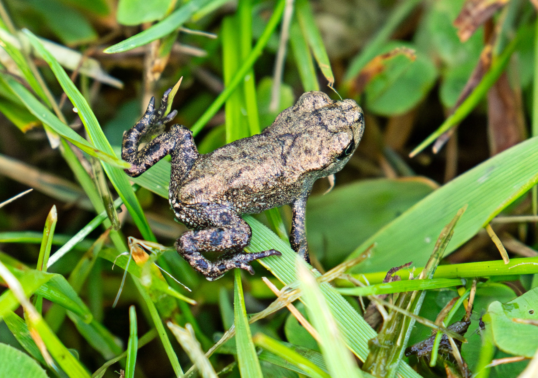 Common Frog - Harperrig 22 June 2025