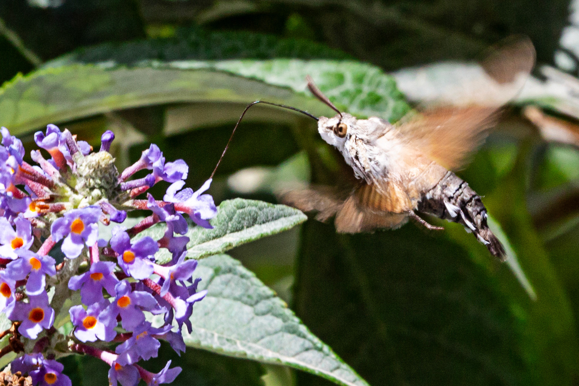 Humming Bird Hawk Moth - Siena 26 June 2024