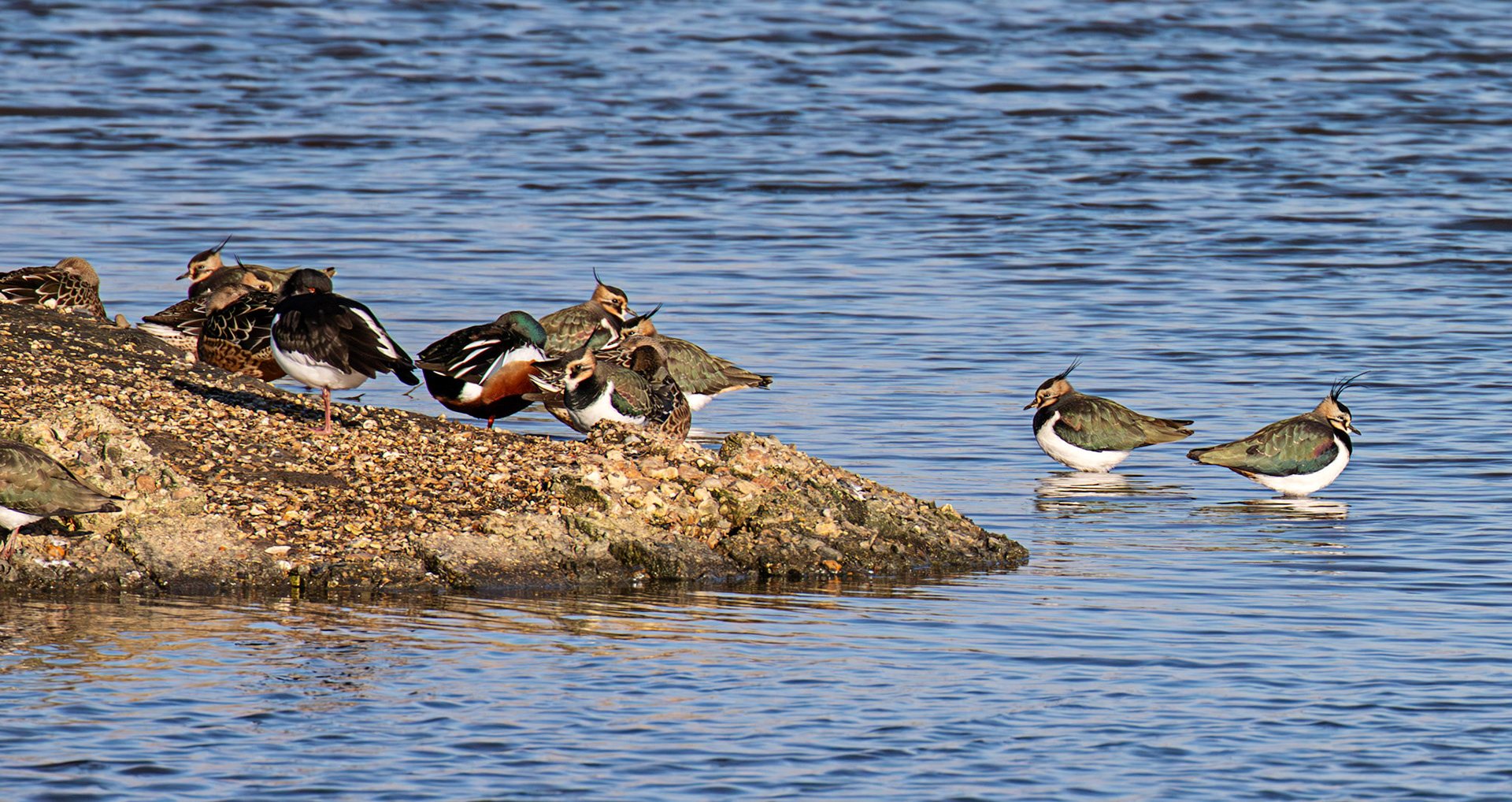 Lapwing &amp; Shoveller at Titchfield Haven 02 January 2025
