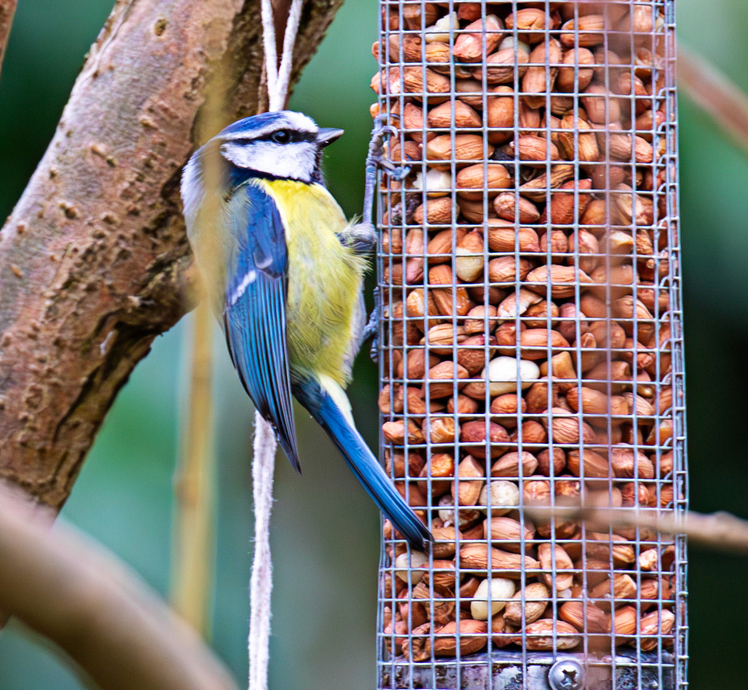 Blue Tit - Big Garden Birdwatch 2025 - Howden Park Walled Garden 26 January 2025