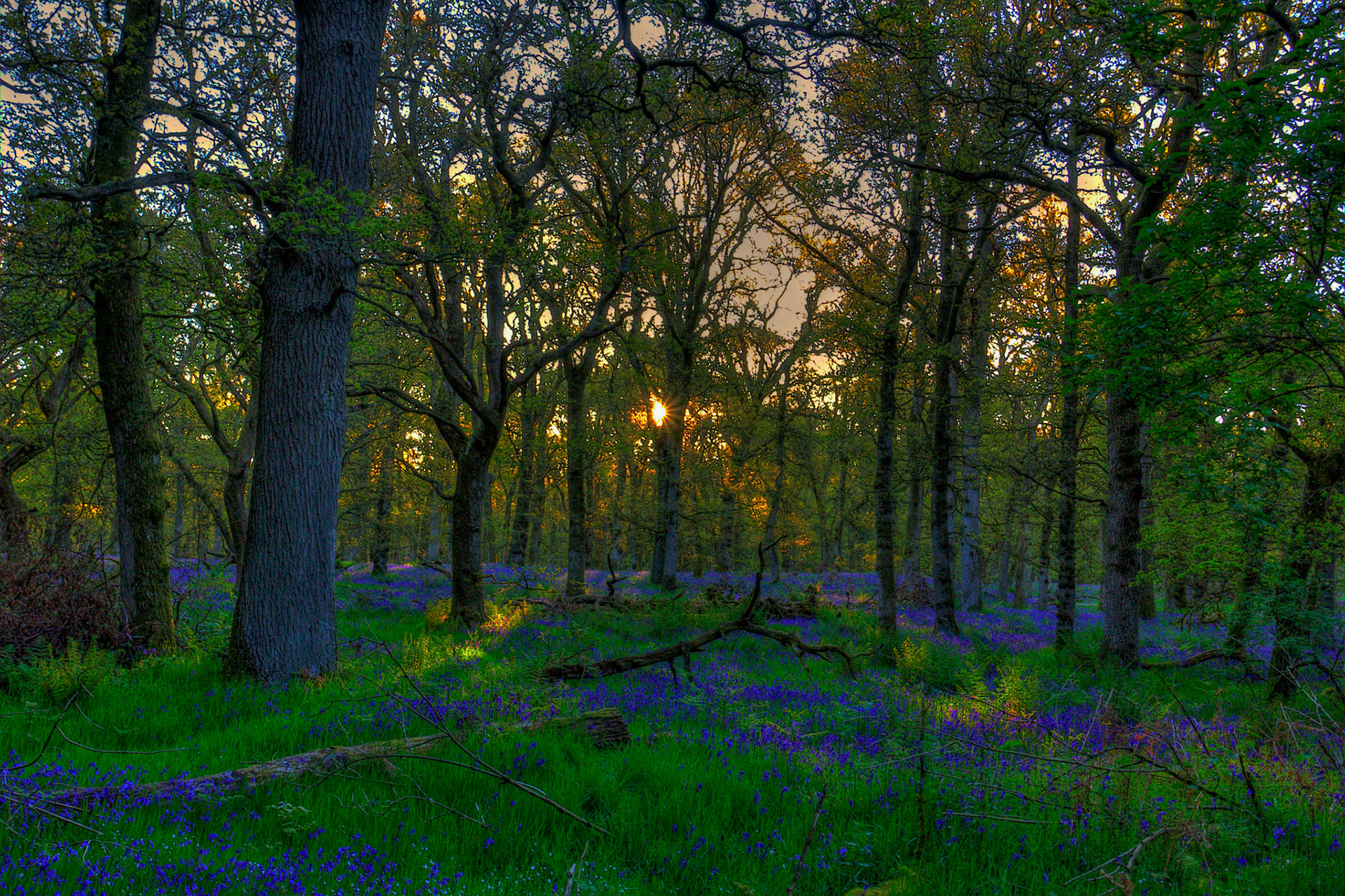 Kinclaven Bluebell Woods 16 May 2026
