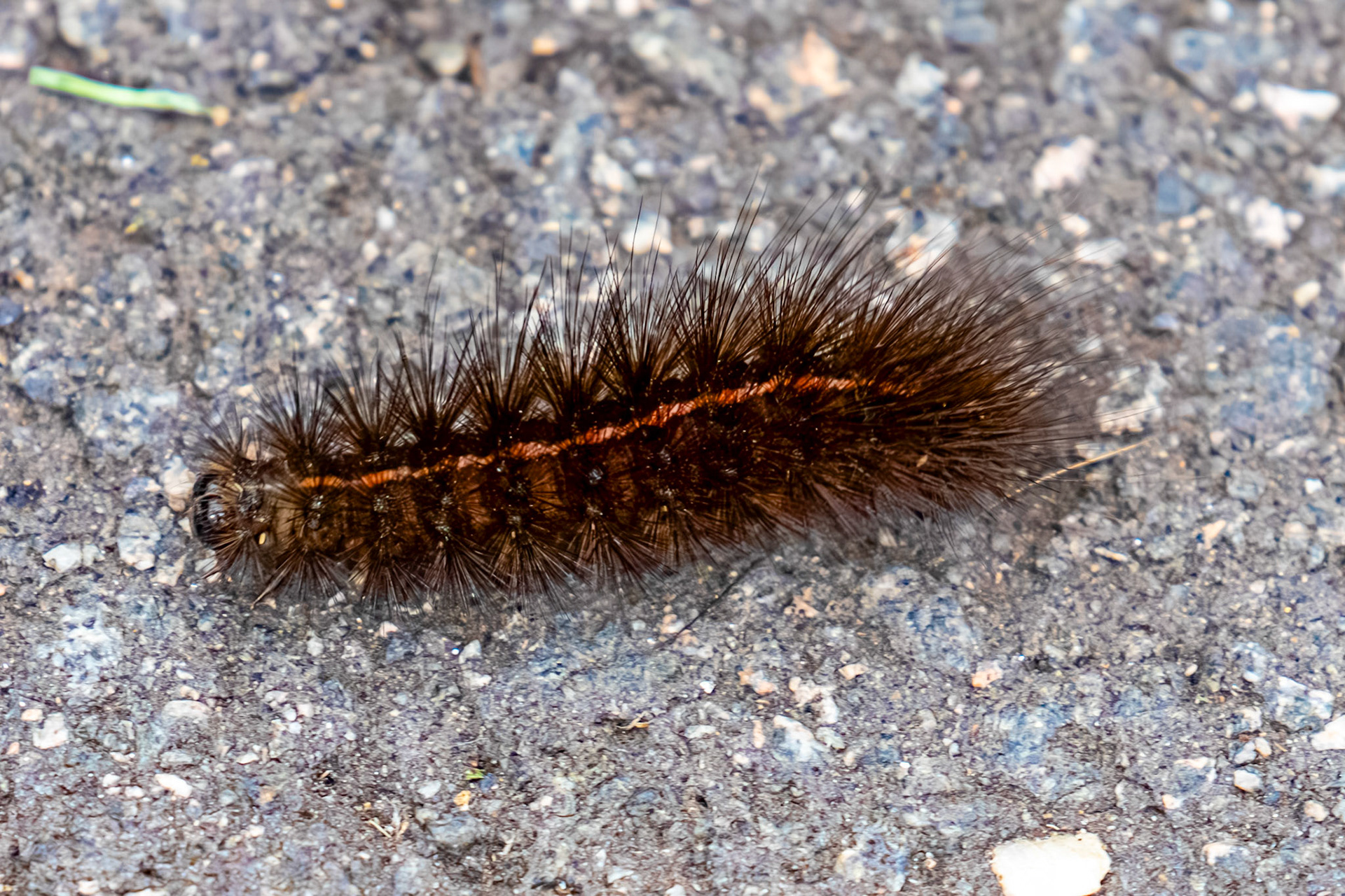 White Ermine moth caterpillar (Spilosoma lubricipeda). Bo'ness 15 August 2025