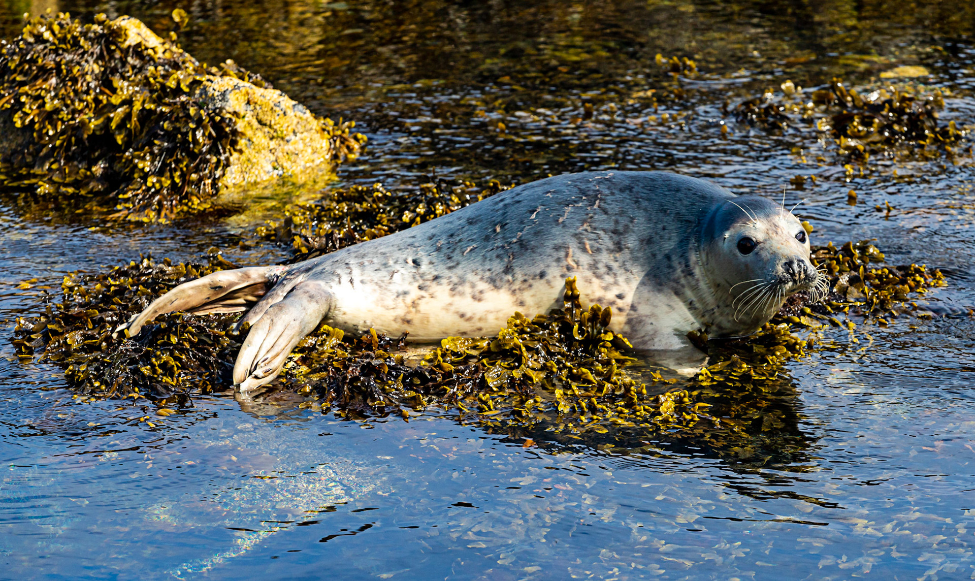 Isle of May - 04 June 2022