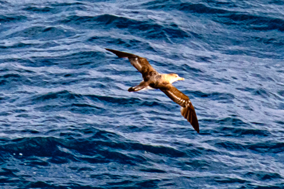 Scopoli's Shearwater - Sail from Rome 02 Sept 2025