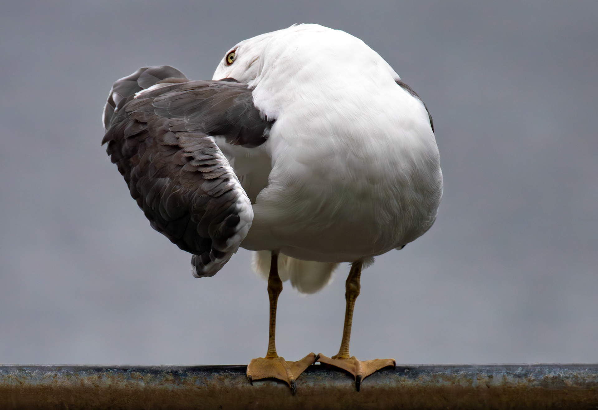 Lesser Black-Backed Gull - Hogganfield Loch 09 Sept 2024