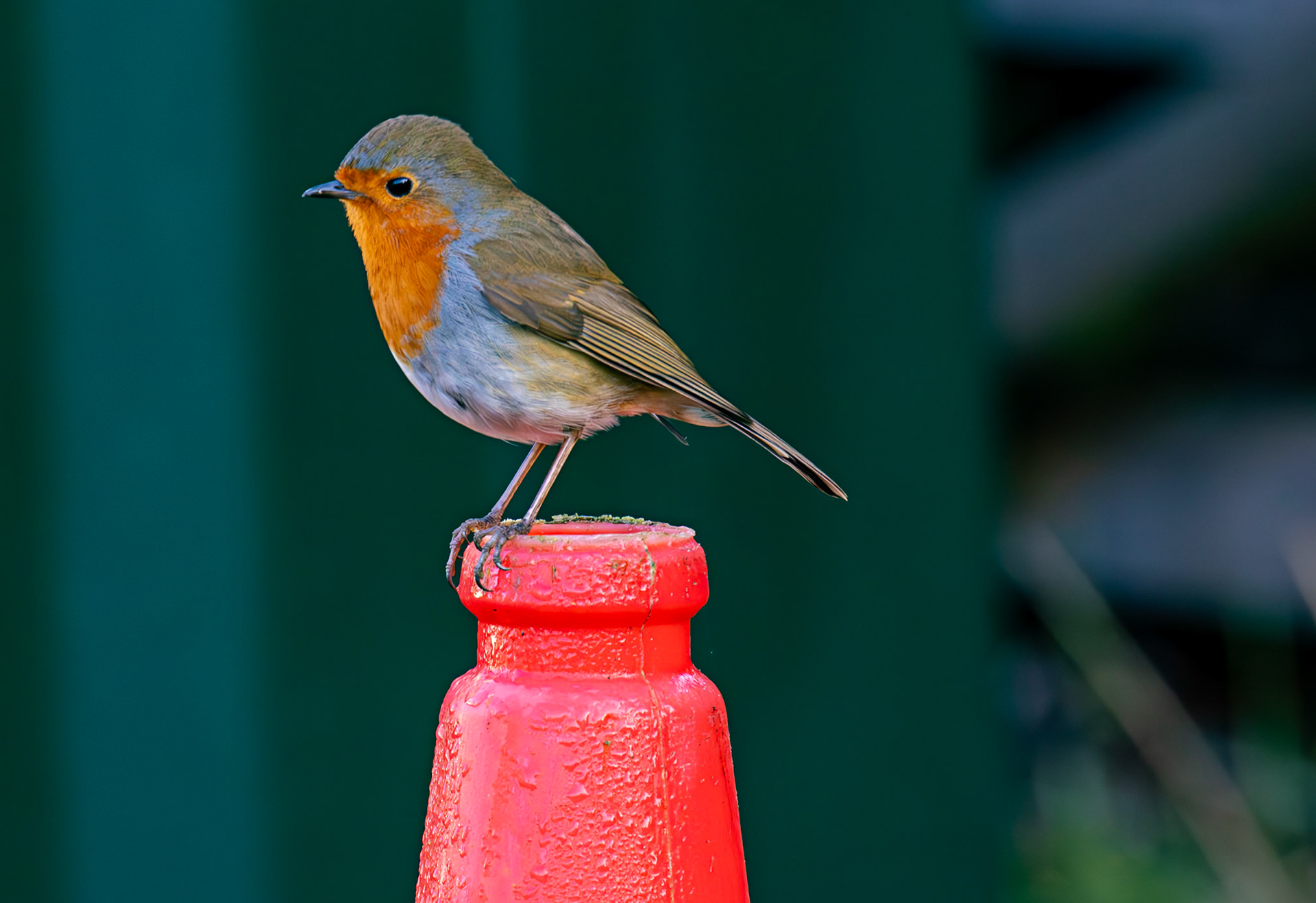 Robin at Titchfield  Haven 02 January 2025