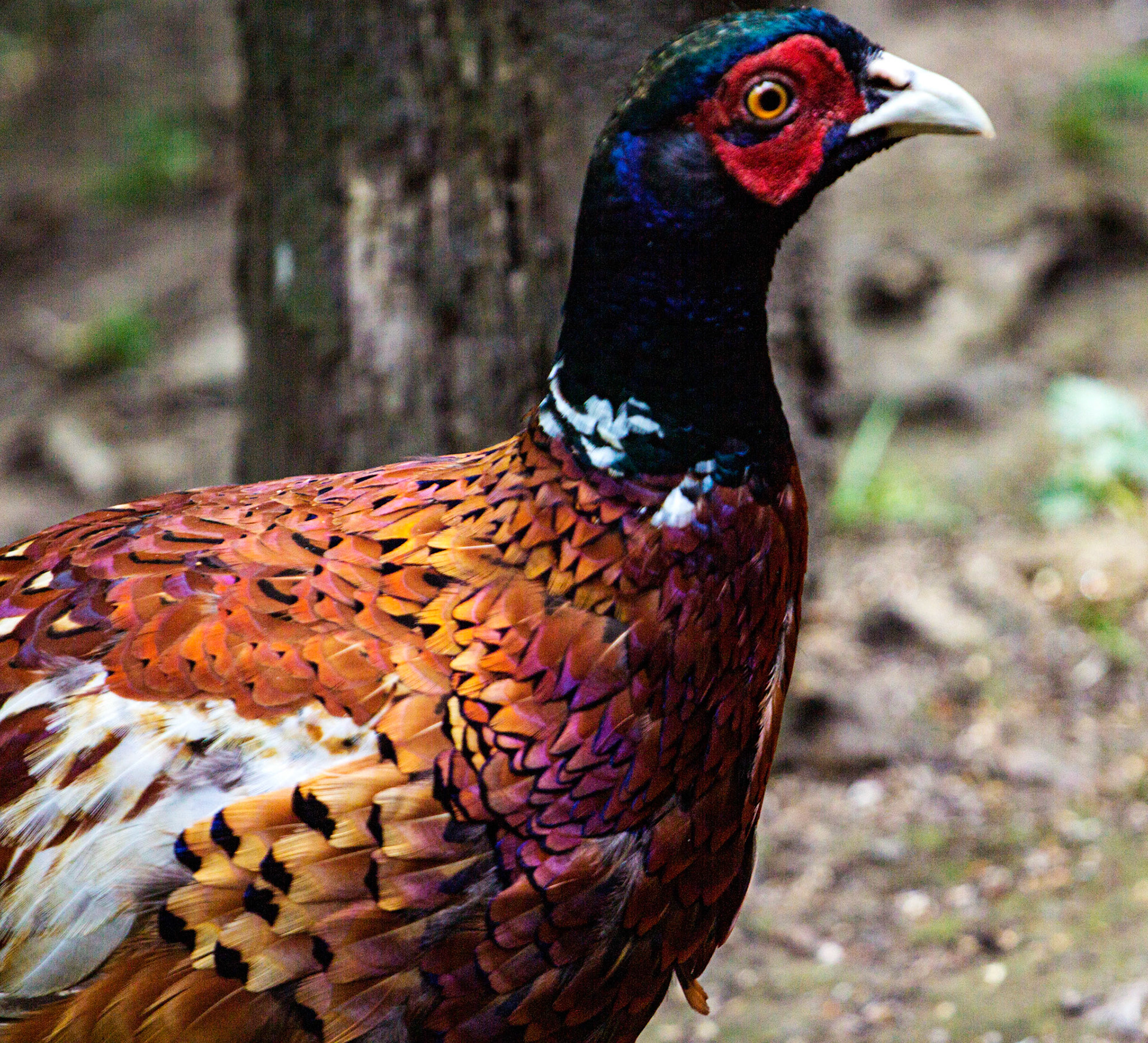 Pheasant at SWT Loch o' the Lowes near Dunkeld.Please see my other Photographs at: www.jamespdeans.co.uk