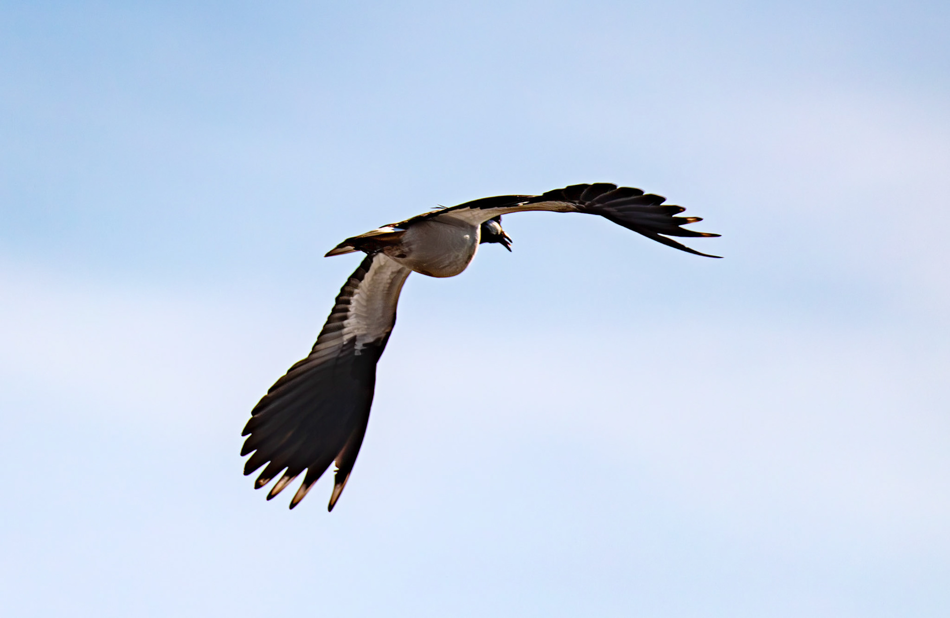 Lapwing at Black Devon Wetlands 20 March 2026