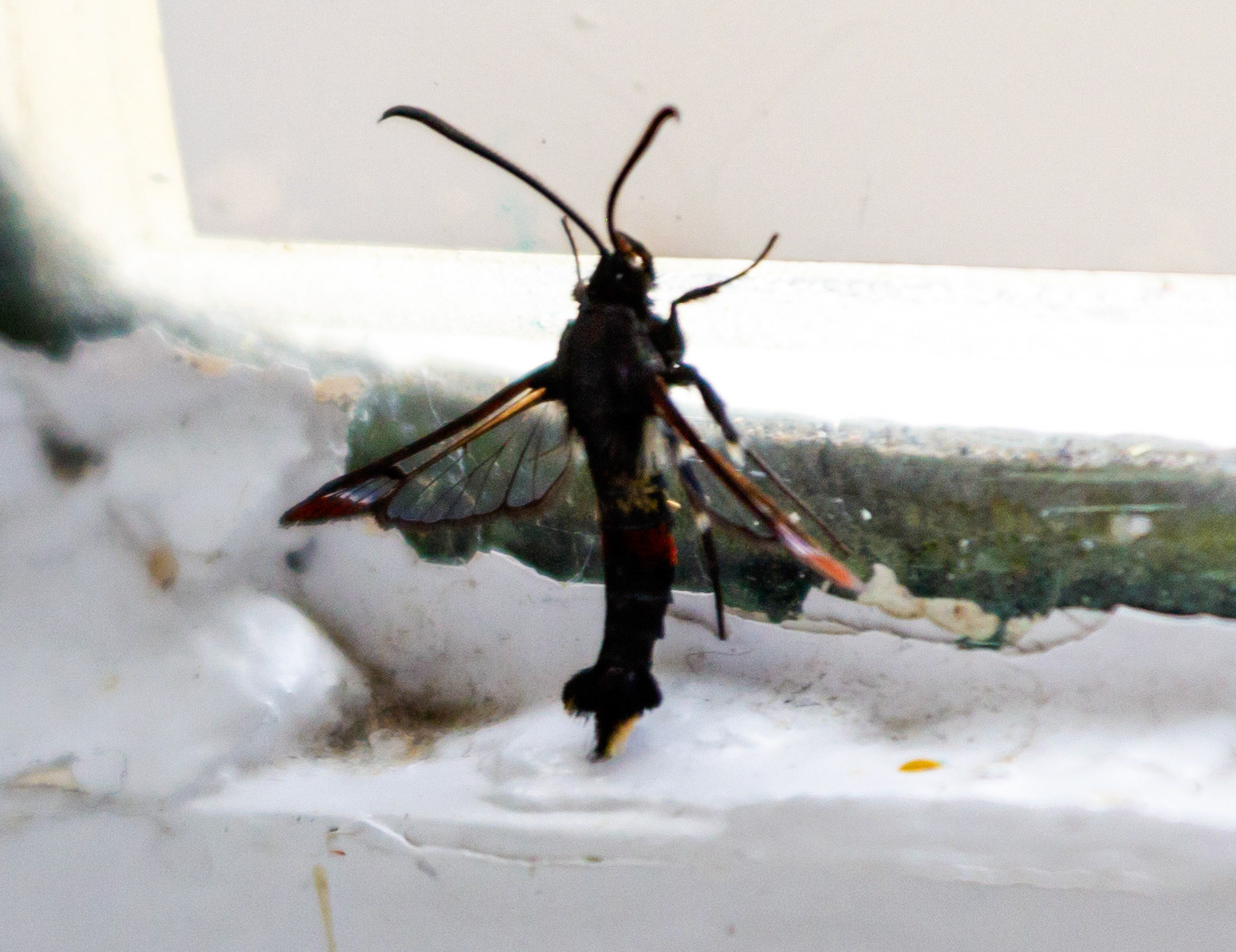 Orange-tailed Clearwing (Synanthedon andrenaeformis) in Ventnor