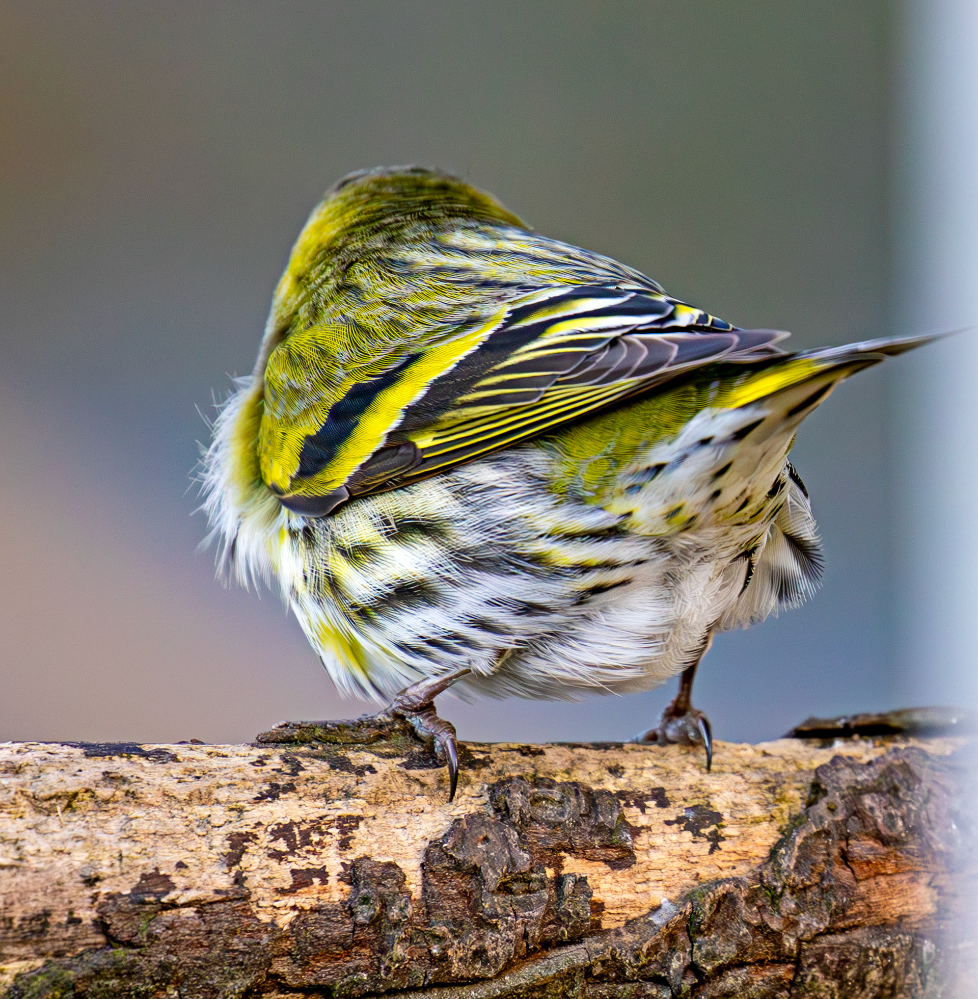 Siskin at Bavelaw 30 January 2025