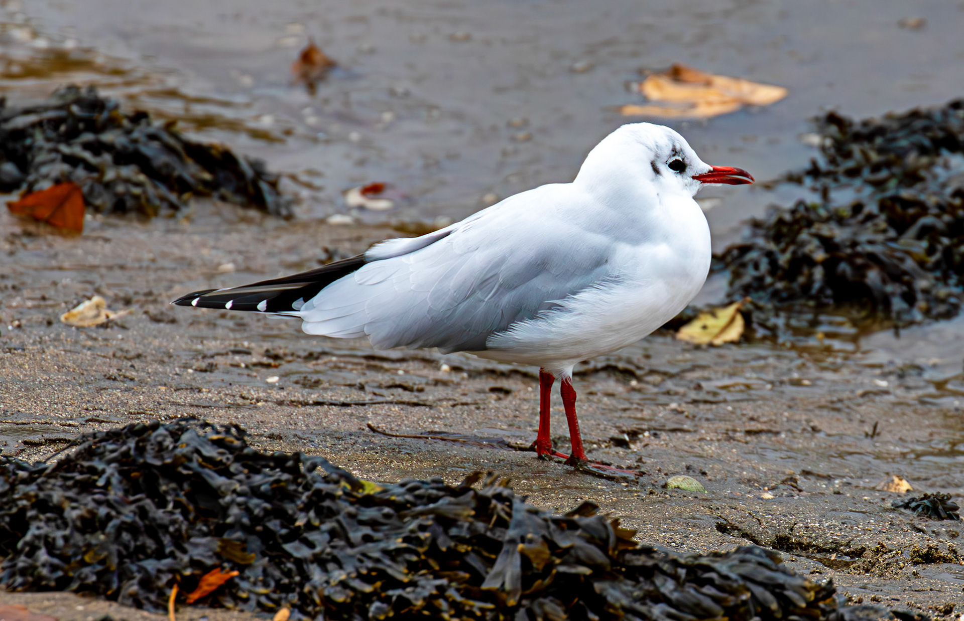 Birthwatching at Cramond 18 October 2024