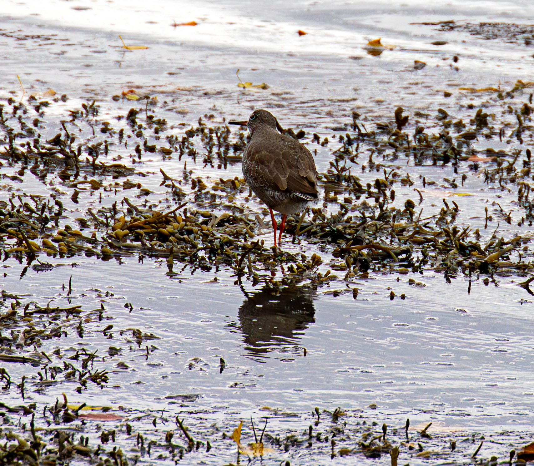 Common Redshank. Birthwatching at South Queensferry 18 October 2024