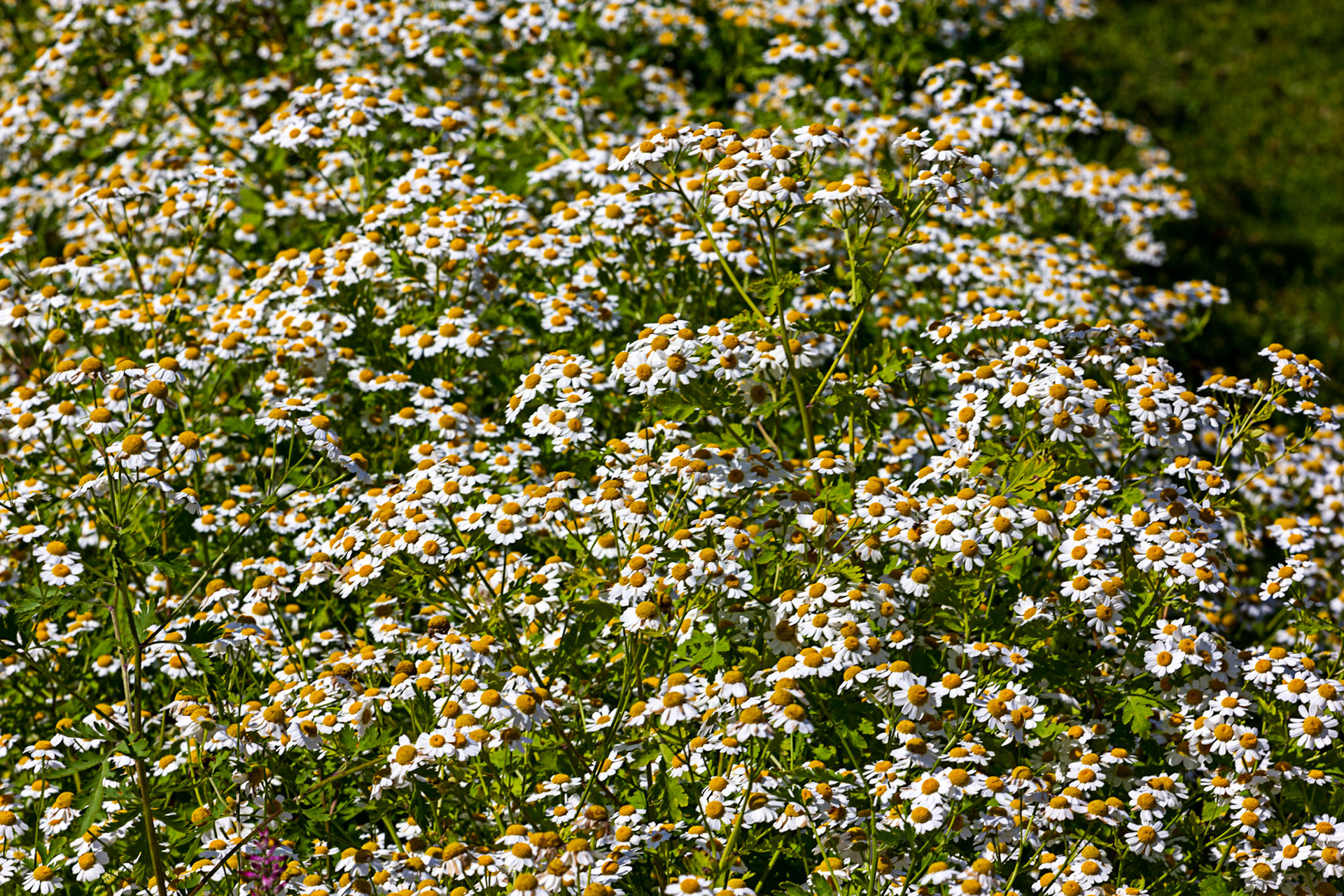 I spent an amazing few hours at Scottish Lavender Oils. They are so dedicated to nature and not to profit!