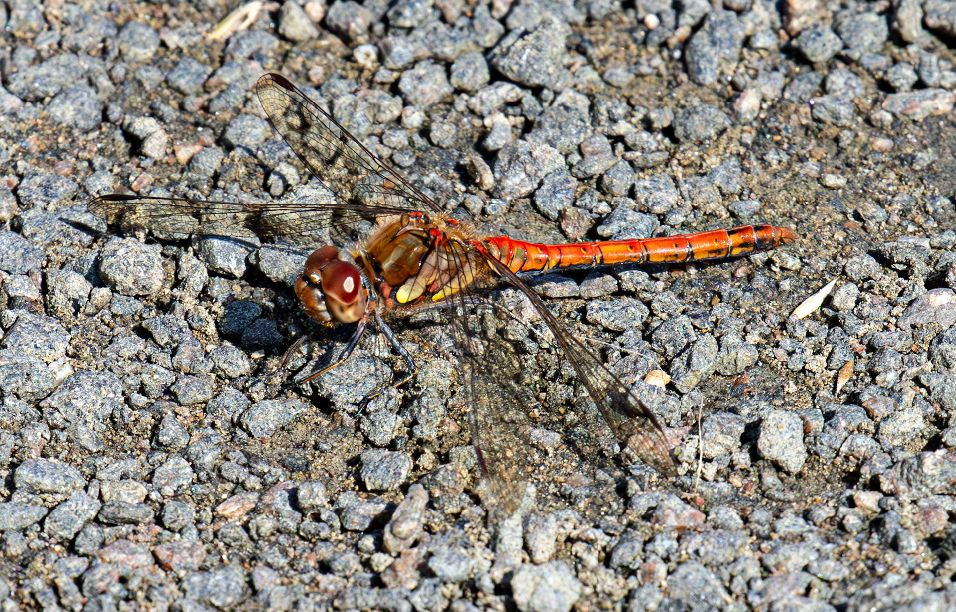 RSPB Loch Leven 06 Sept 2024
