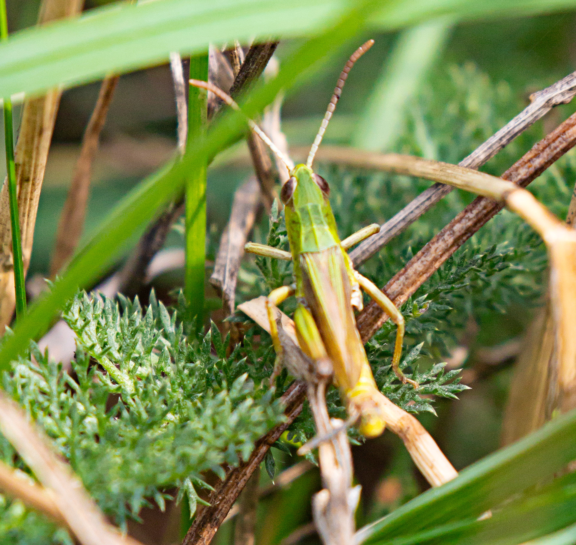 Field grasshopper (Chorthippus brunneus) Walk Thames Path MArlow to Bourne End 06 August 2025