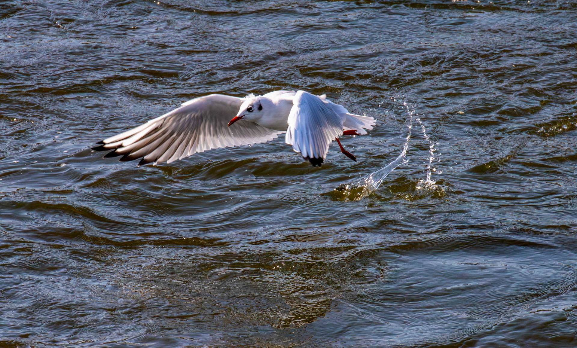 Black-headed Gulls - Leven 06 Sept 2024
