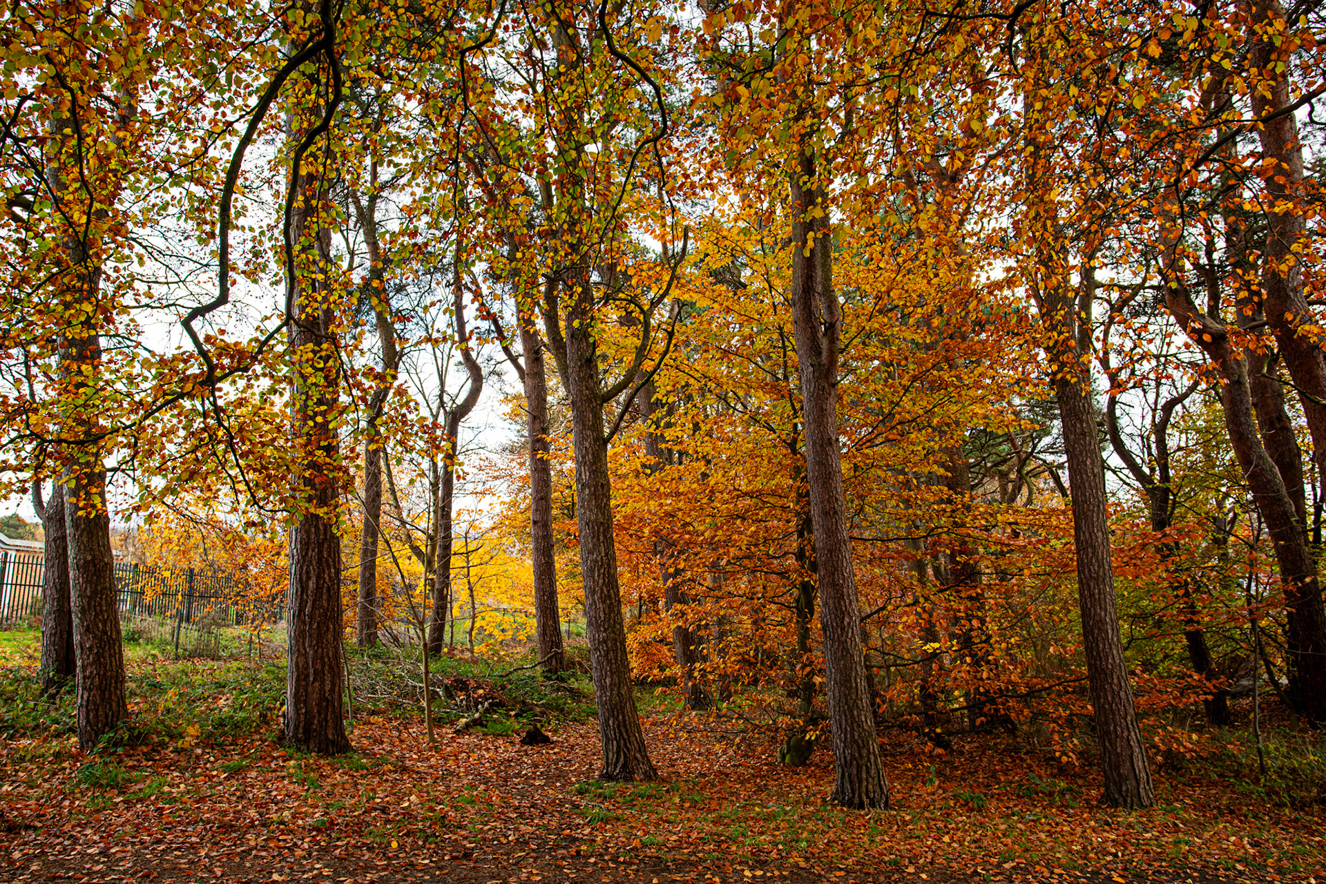 Deans Woods - 07 November 2025