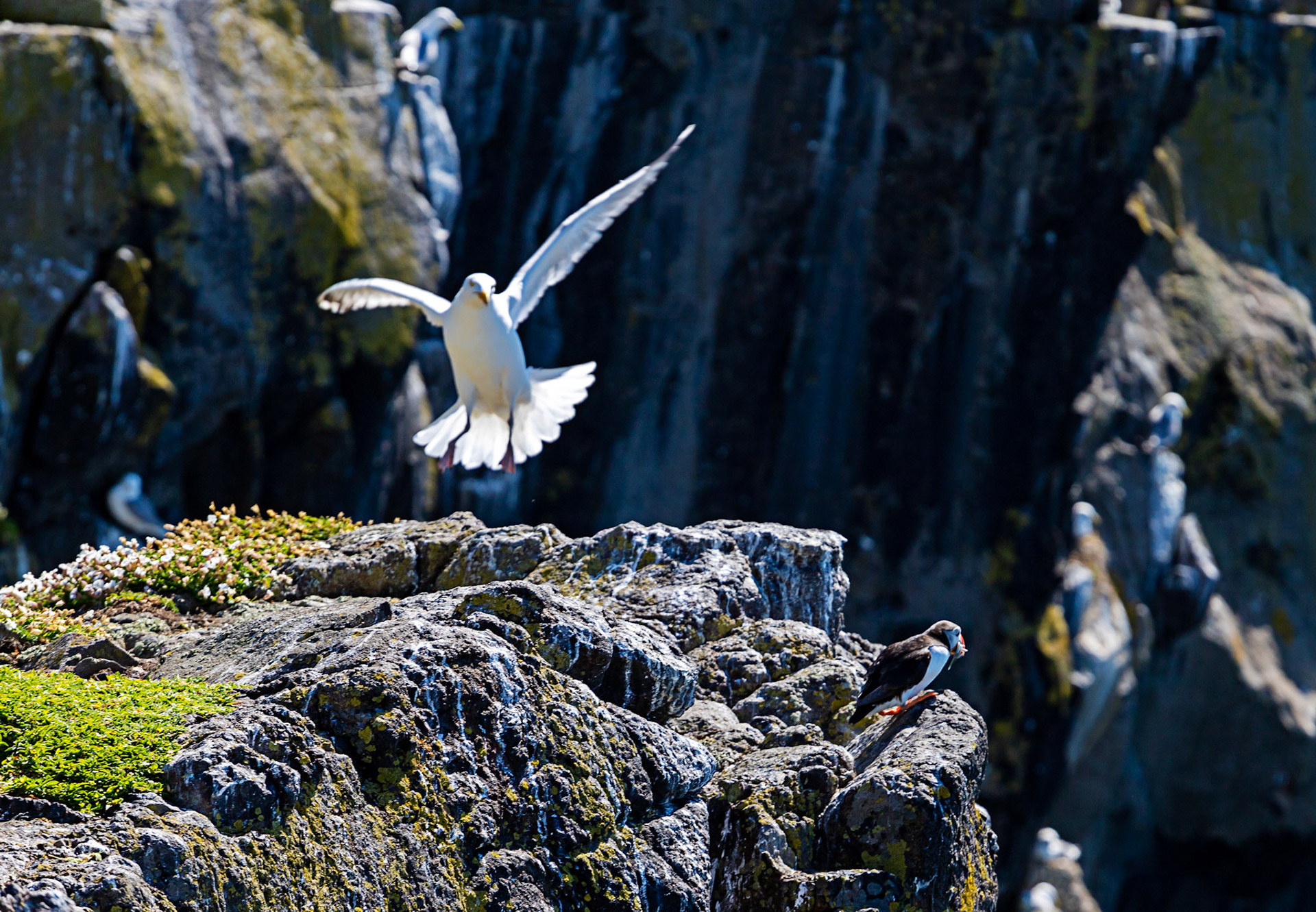 Puffin - Isle of May - 04 June 2022
