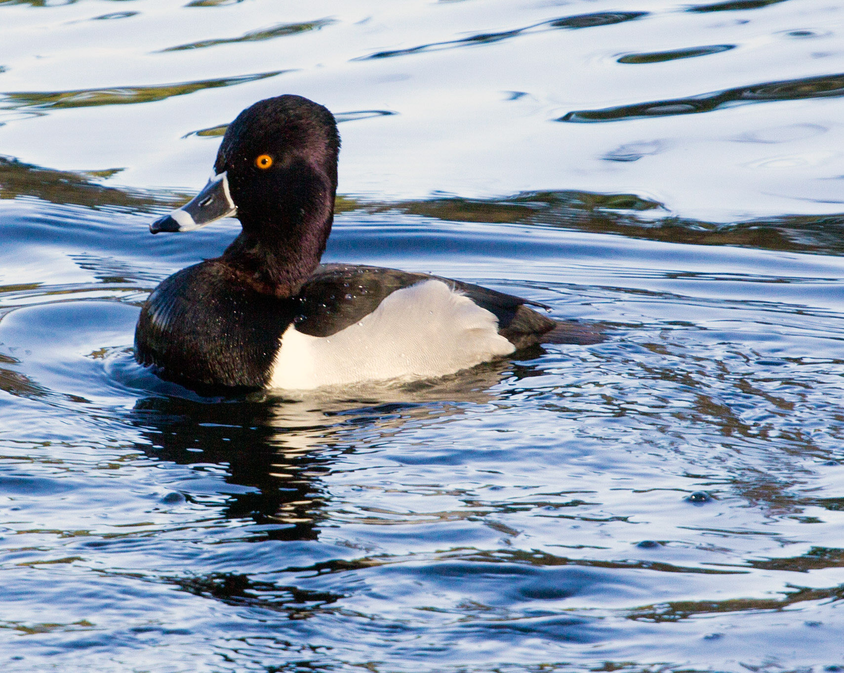 Ring-Necked Duck Please see my other Photographs at: http://www.jamespdeans.co.uk/