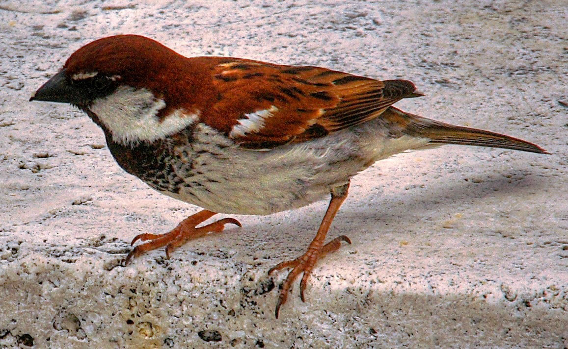 LuccaPlease see my other Photographs at: http://www.jamespdeans.co.uk/