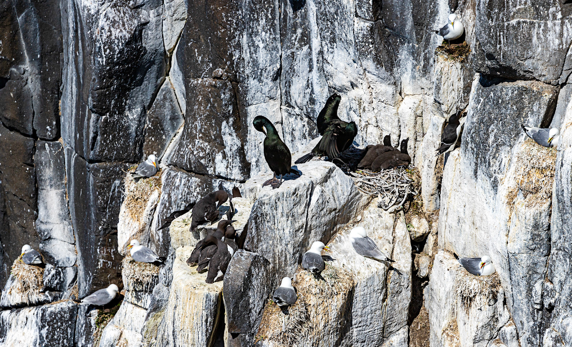 Isle of May - 04 June 2022