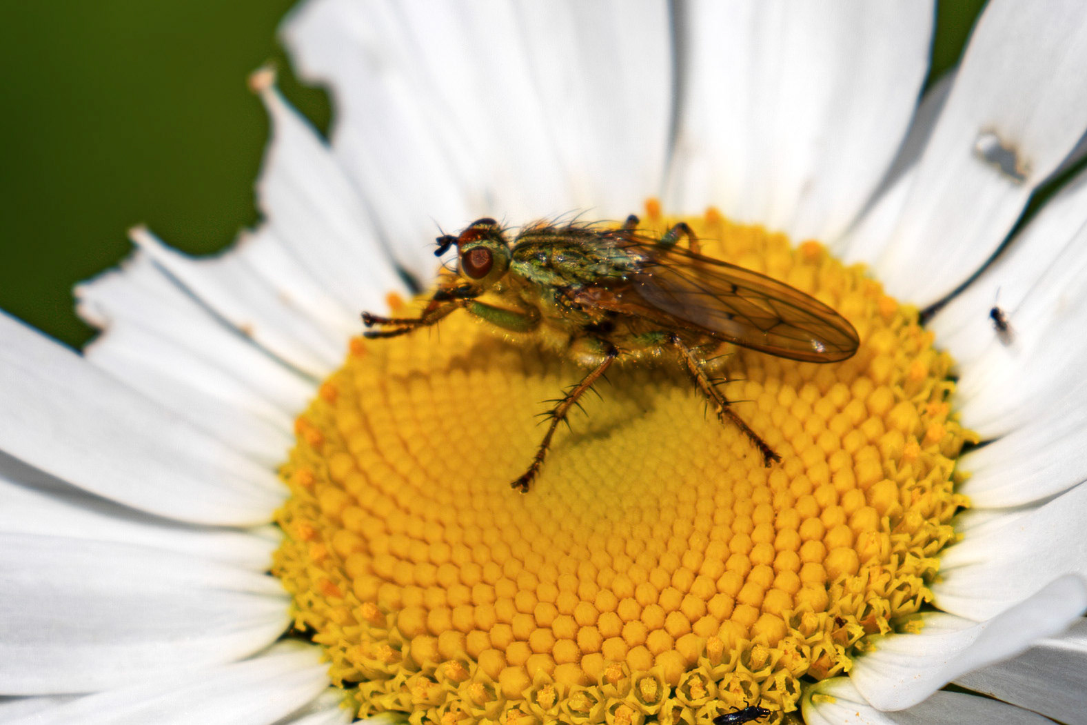 yellow dung fly (Scathophaga stercoraria) at The Knock, Bathgate Hills 20 June 2026