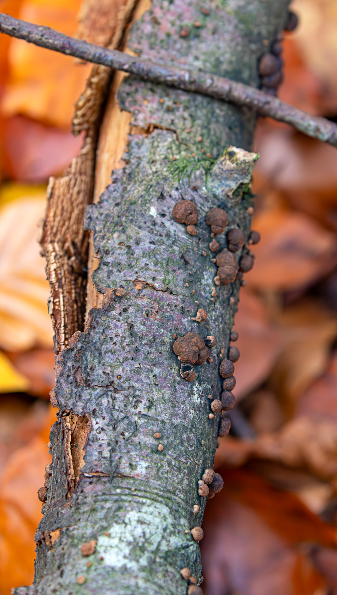 Beech Woodwart (Hypoxylon fragiforme) - Deans Woods - 07 November 2025