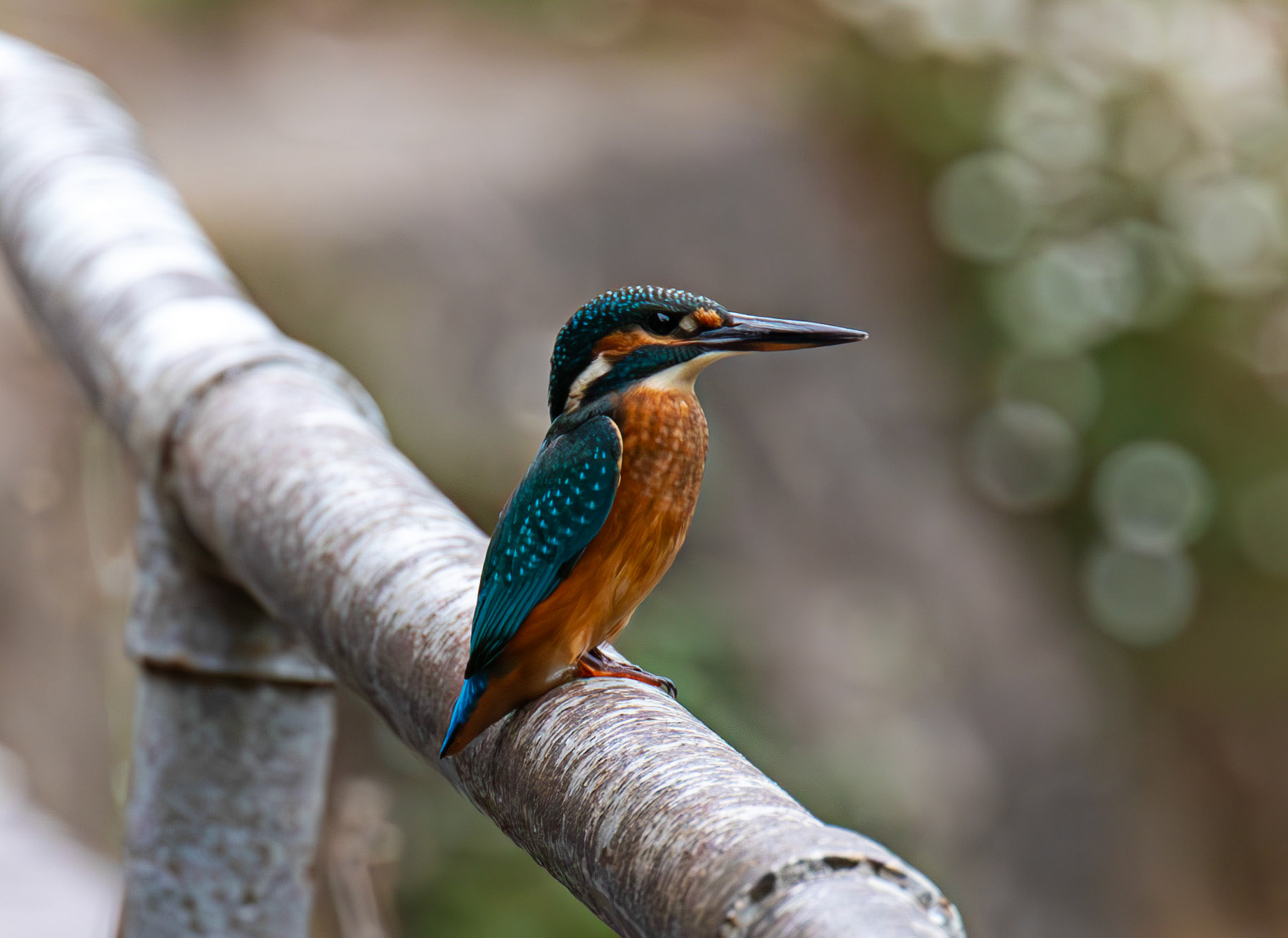 Shoreham, Kent 23 August 2025