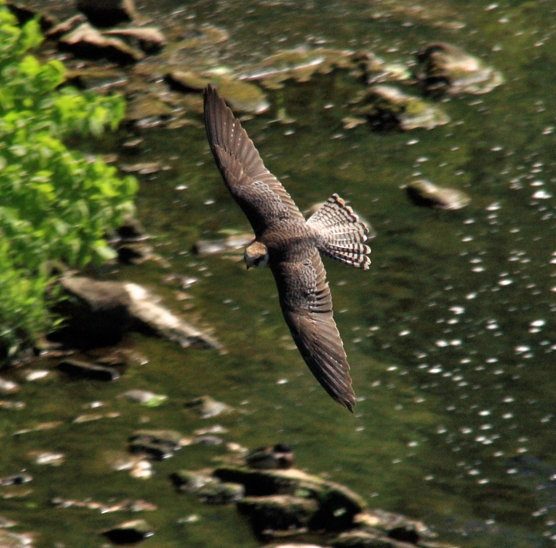 Almondell &amp; CalderwoodPlease see my other Photographs at: http://www.jamespdeans.co.uk/