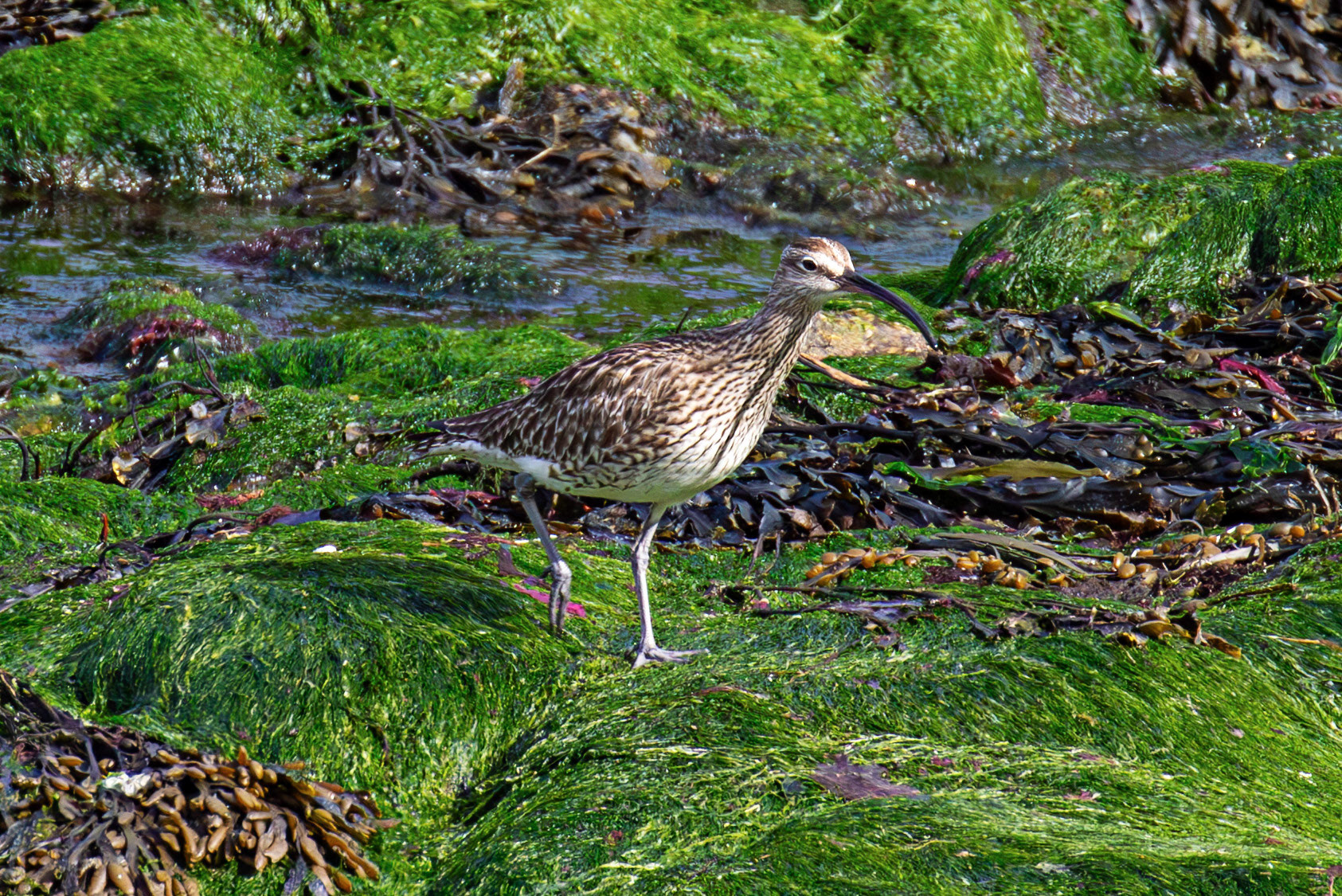 Whimbrel at Brough 03 May 2026