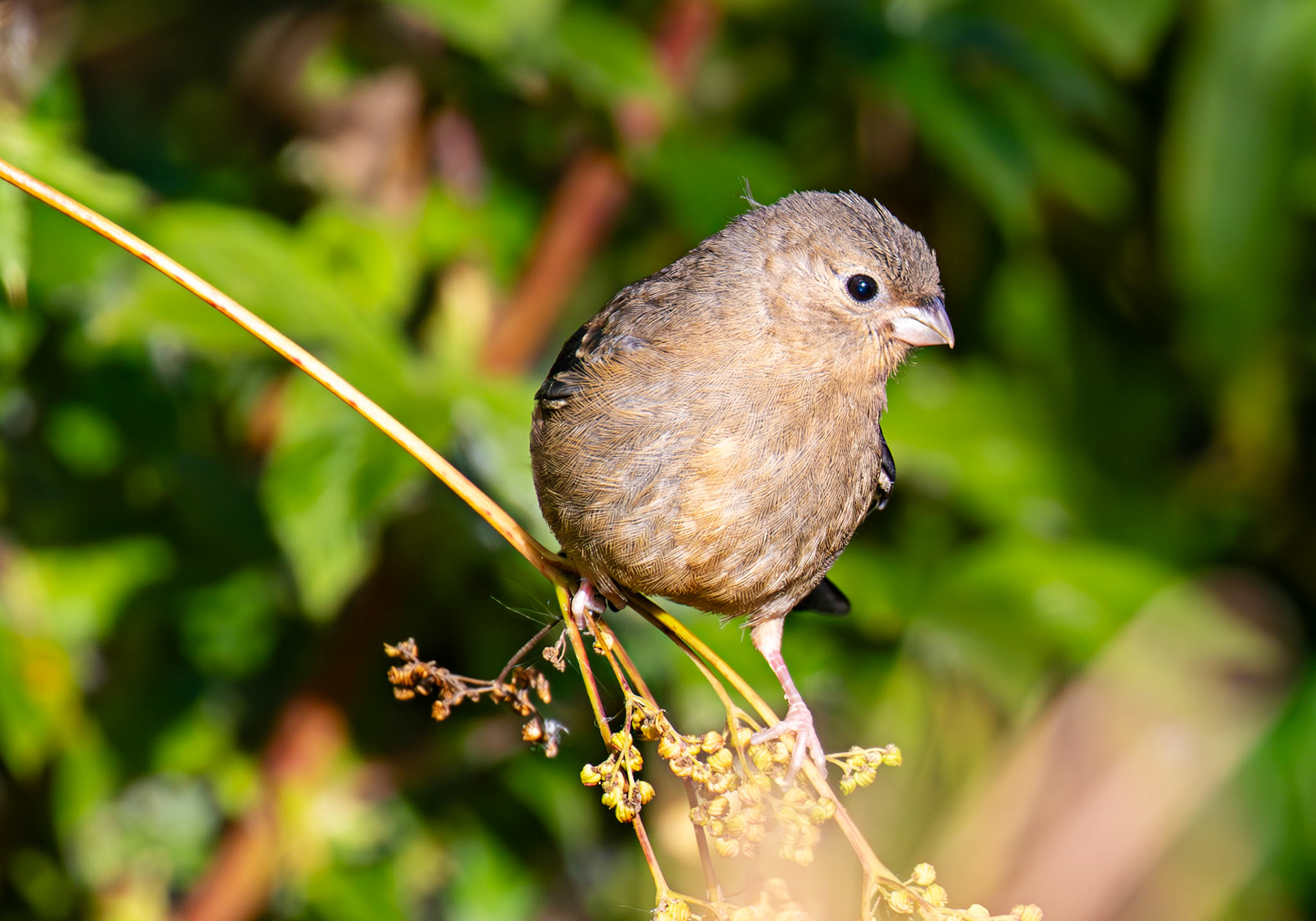 Juvenile Bullfinch - The Knock 12 Sept 2024