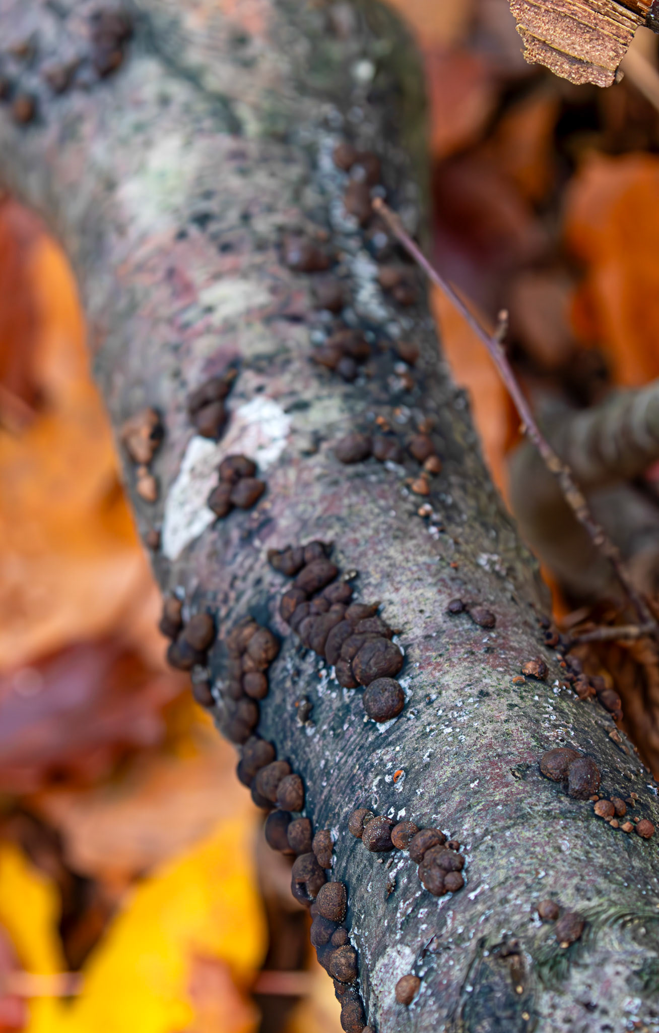 Beech Woodwart (Hypoxylon fragiforme) - Deans Woods - 07 November 2025