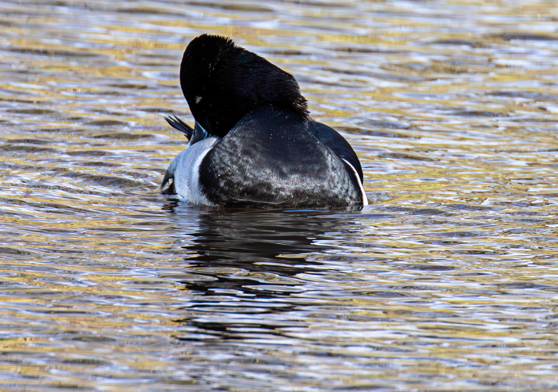 Ring-Necked Duck - Maxwell Park, Glasgow - 24 Feb 2025