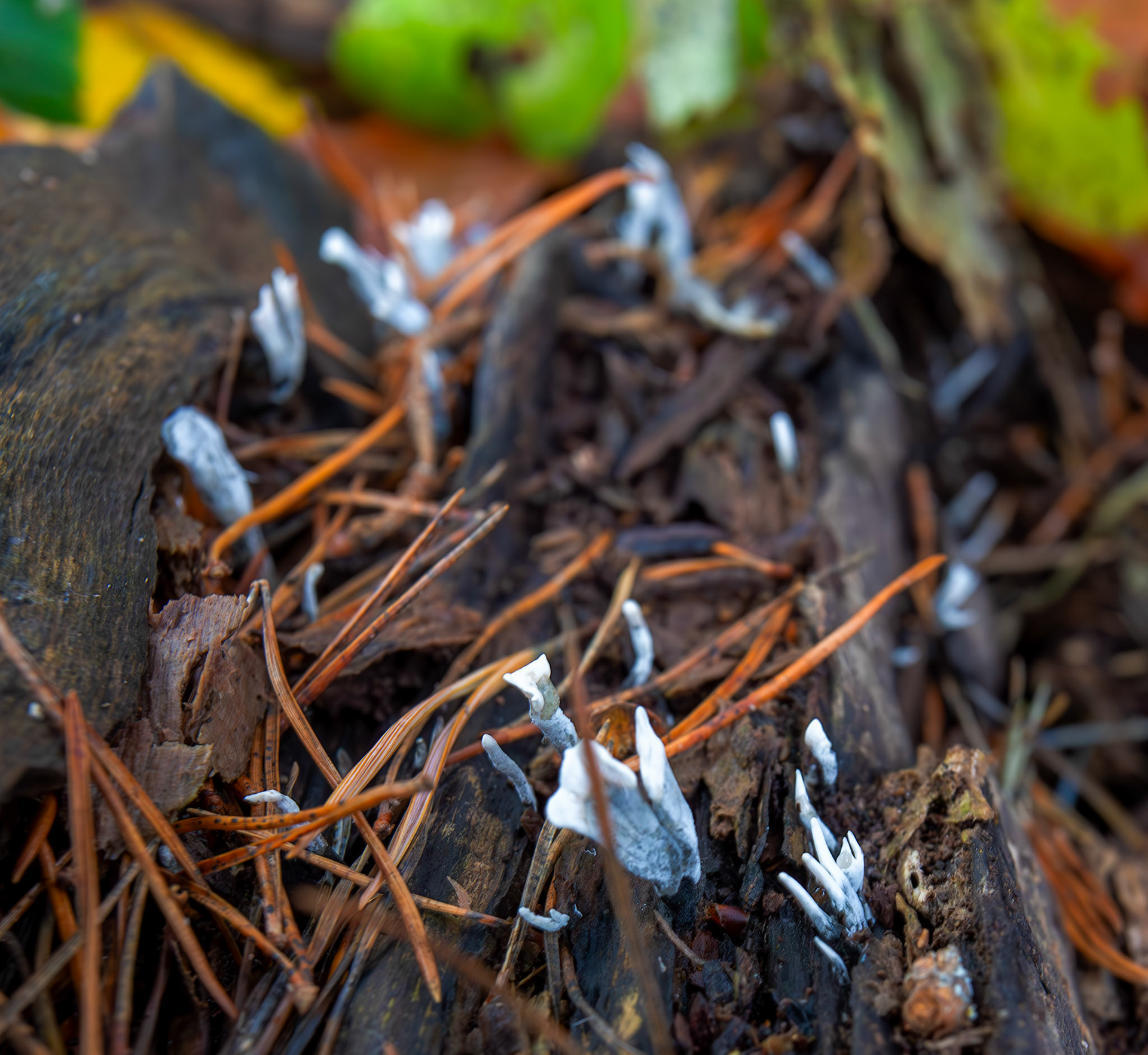 candlesnuff fungus (Xylaria hypoxylon) Deans Woods - 07 November 2025